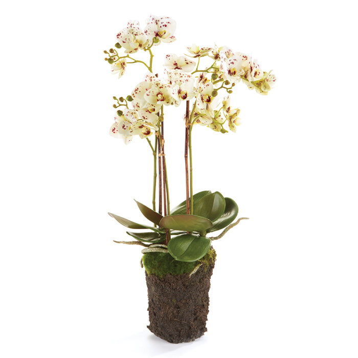 A artificial phalaenopsis orchid drop-in with a root ball, featuring green leaves and lily-of-the-valley flowers, designed for indoor use.