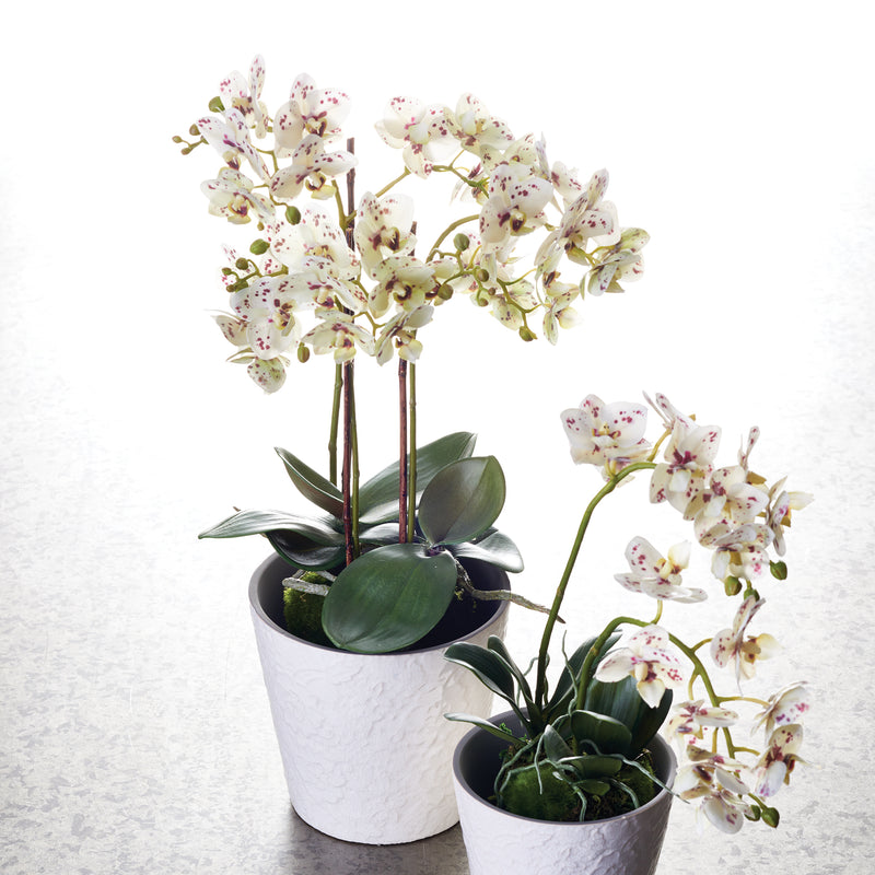 Design Shop Phalaenopsis Orchid Drop-In 20"