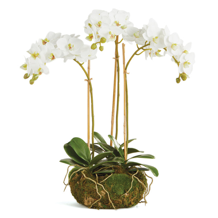 Design Shop Phalaenopsis Orchid Mini Garden Drop-In 16"