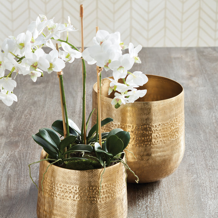 Design Shop Phalaenopsis Orchid Mini Garden Drop-In 16"