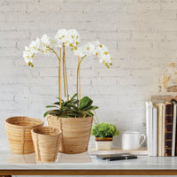 Design Shop Phalaenopsis Orchid Mini Garden Drop-In 16"