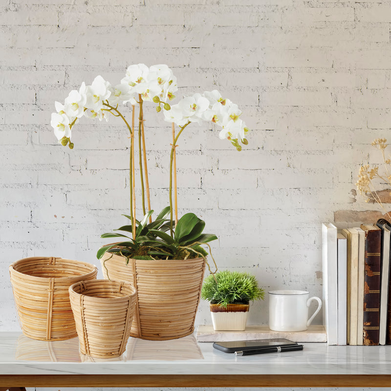 Design Shop Phalaenopsis Orchid Mini Garden Drop-In 16"
