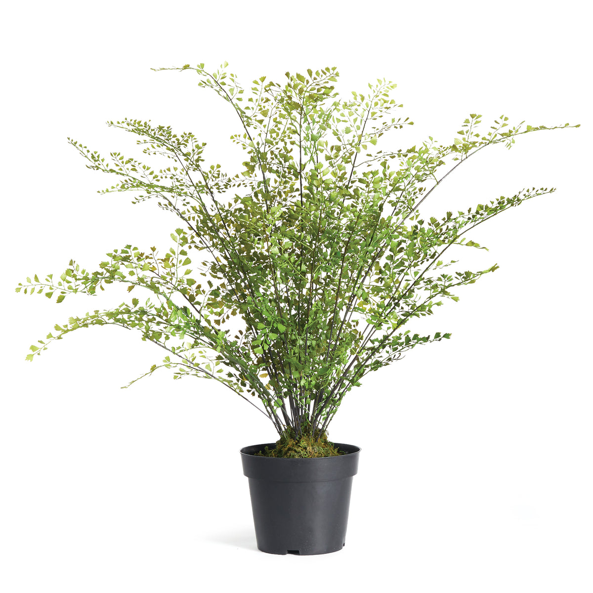 Design Shop Maidenhair Drop-In 30"