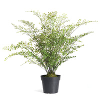 Design Shop Maidenhair Drop-In 30"