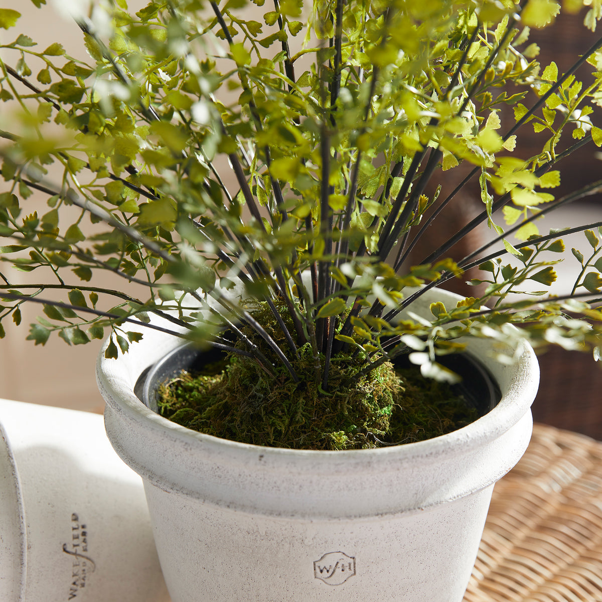 Design Shop Maidenhair Drop-In 30"