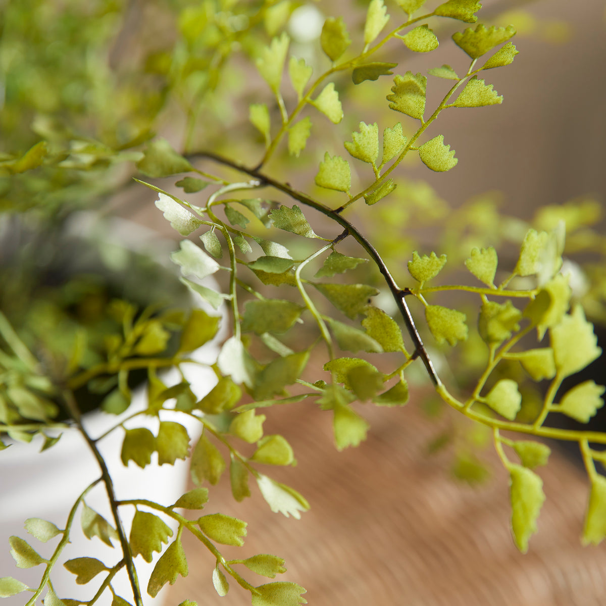 Design Shop Maidenhair Drop-In 30"
