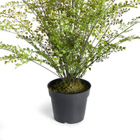 Design Shop Maidenhair Drop-In 30"