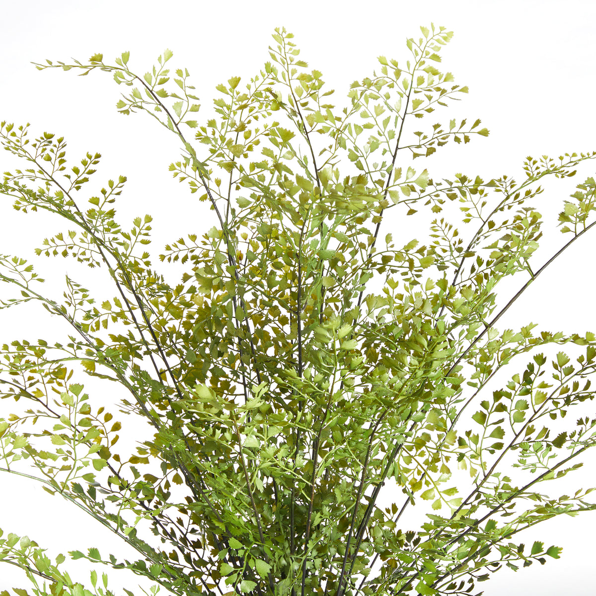 Design Shop Maidenhair Drop-In 30"
