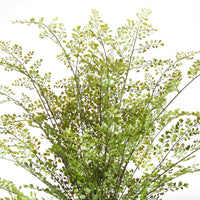 Design Shop Maidenhair Drop-In 30"