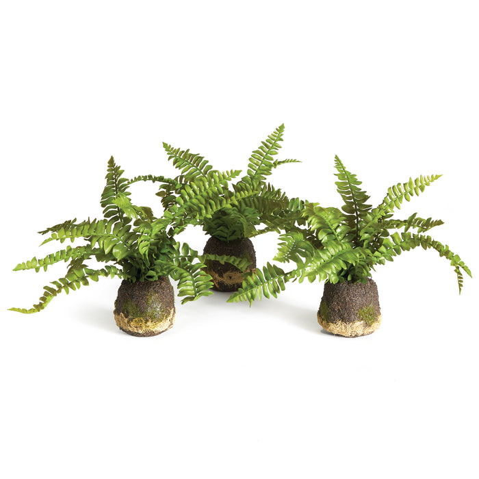 Design Shop Boston Fern Drop-Ins, Set Of 3