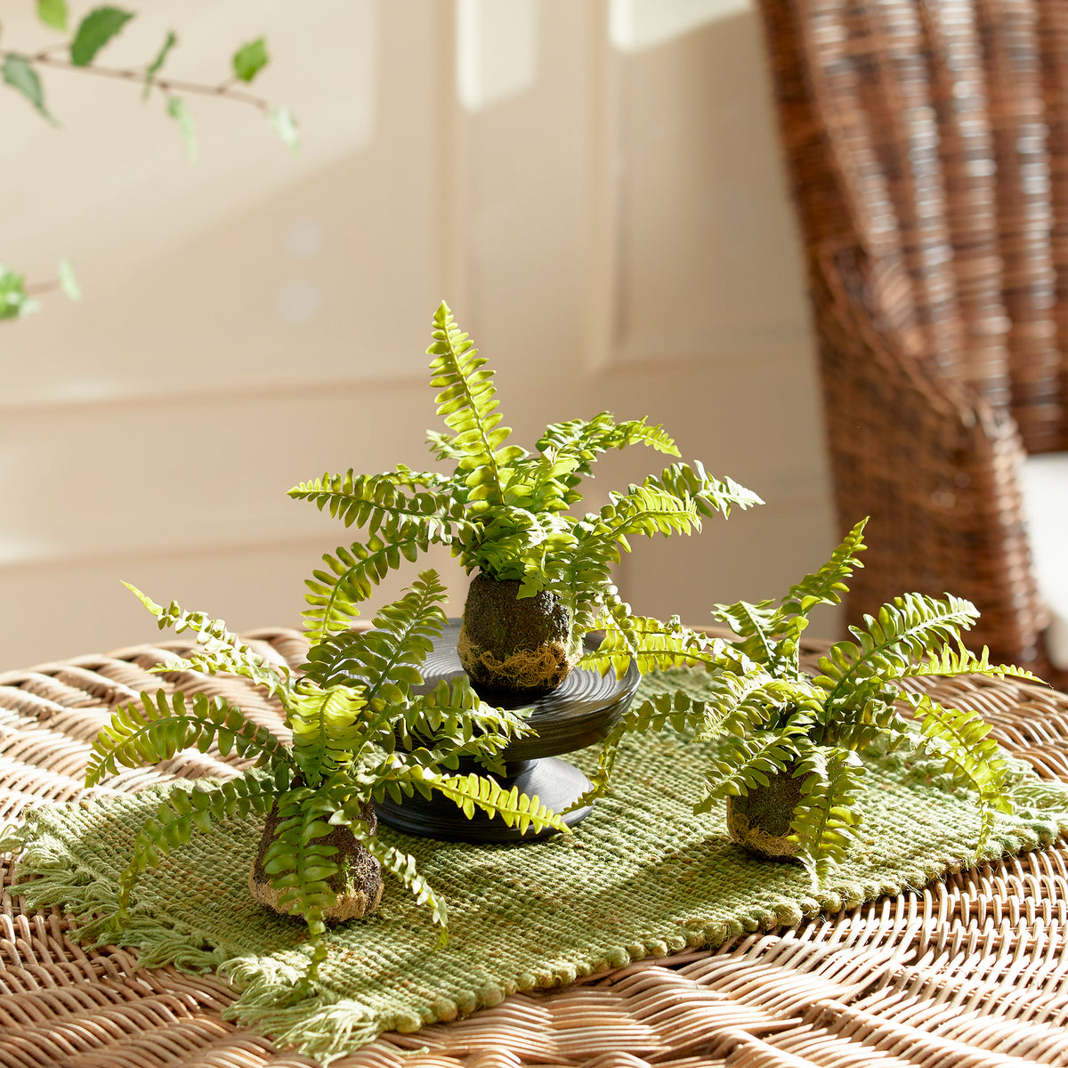 Design Shop Boston Fern Drop-Ins, Set Of 3