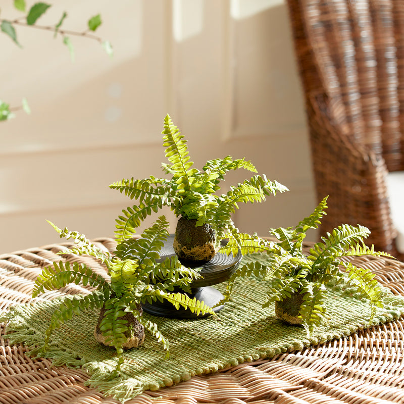 Design Shop Boston Fern Drop-Ins, Set Of 3