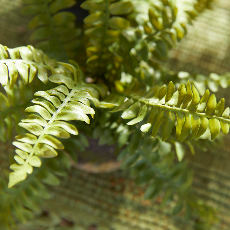 Design Shop Boston Fern Drop-Ins, Set Of 3
