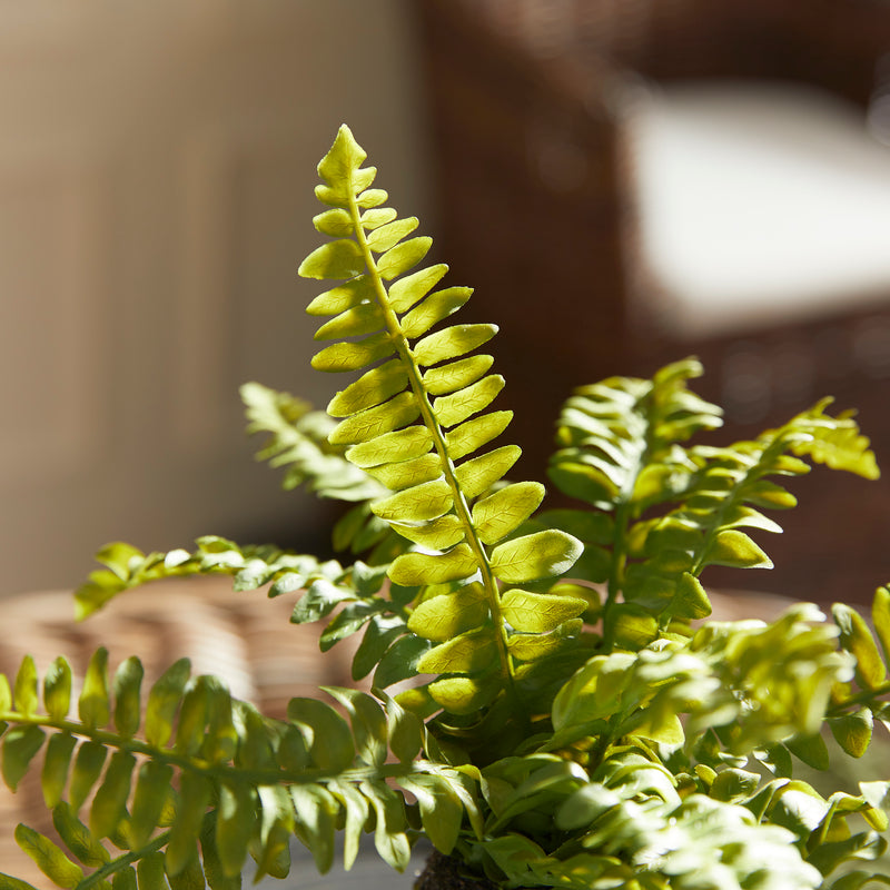 Design Shop Boston Fern Drop-Ins, Set Of 3