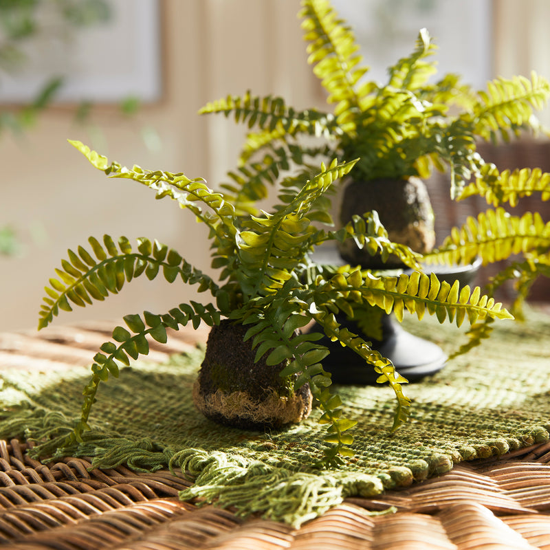 Design Shop Boston Fern Drop-Ins, Set Of 3