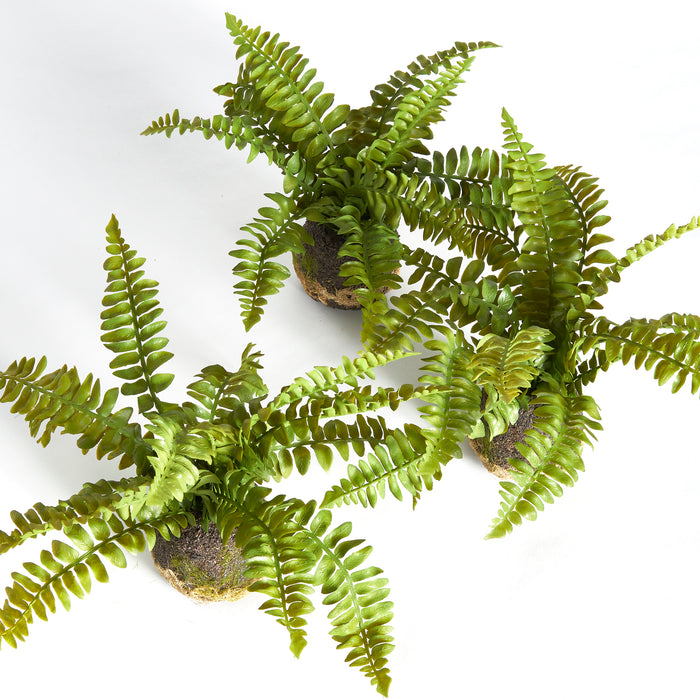 Design Shop Boston Fern Drop-Ins, Set Of 3