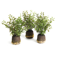 Design Shop Maidenhair Drop-Ins, Set Of 3
