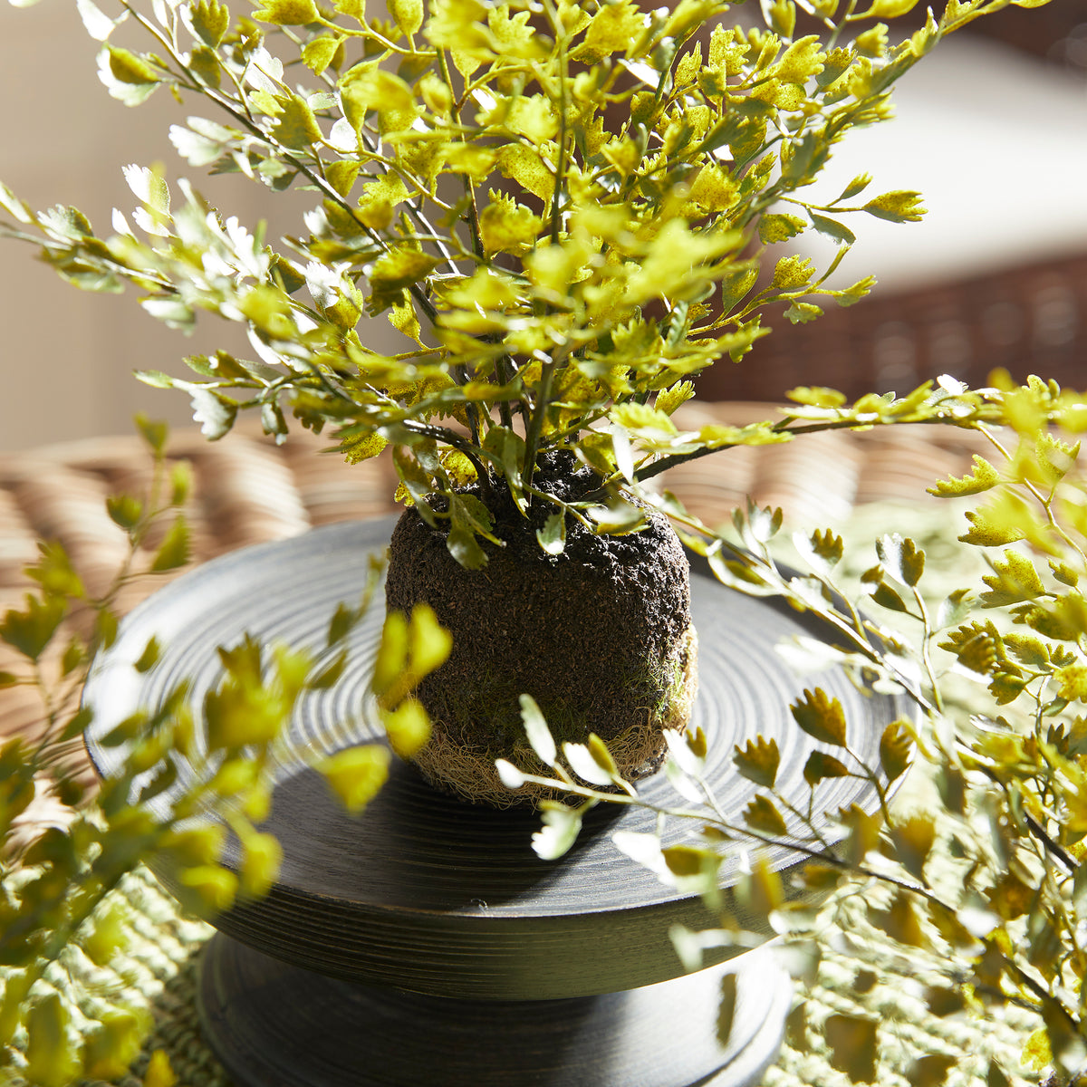 Design Shop Maidenhair Drop-Ins, Set Of 3