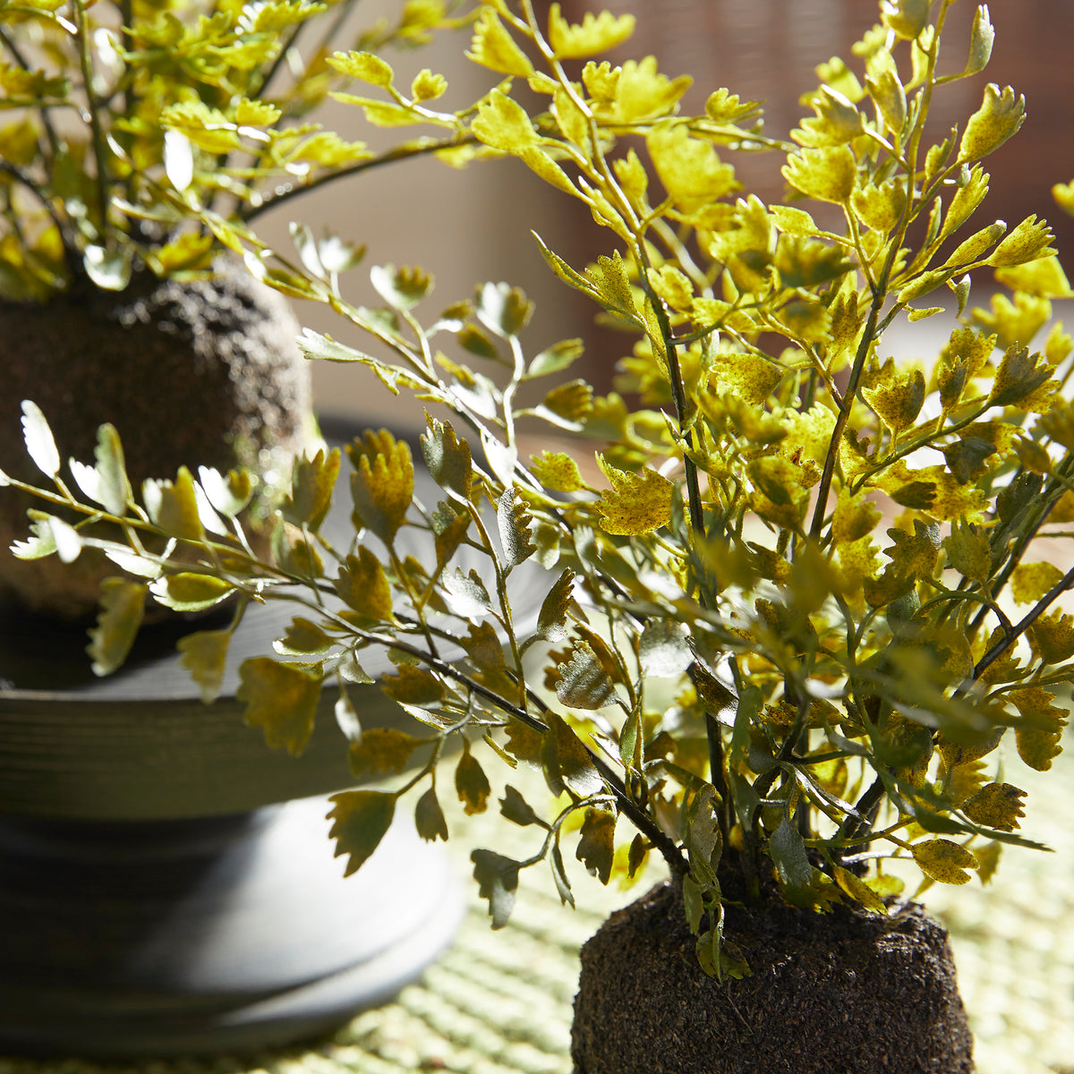 Design Shop Maidenhair Drop-Ins, Set Of 3