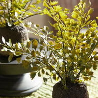 Design Shop Maidenhair Drop-Ins, Set Of 3
