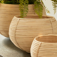 Design Shop Cane Rattan Plant Baskets, Set Of 3