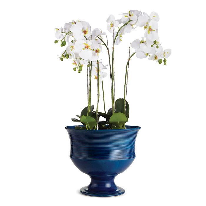 Tall white orchid stems with green buds in a glossy cobalt blue ribbed pedestal vase with broad green leaves, on a white