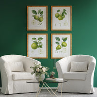 Design Shop Fruit Study, Set Of 4