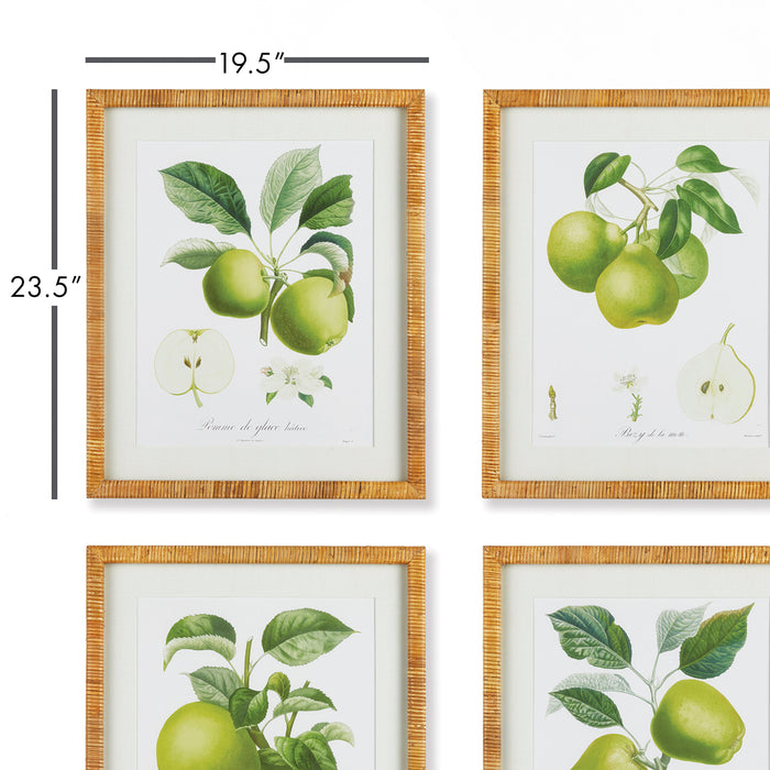 Design Shop Fruit Study, Set Of 4