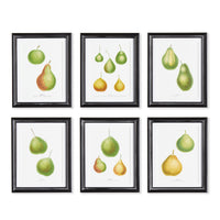 Design Shop Pear Study, Set Of 6