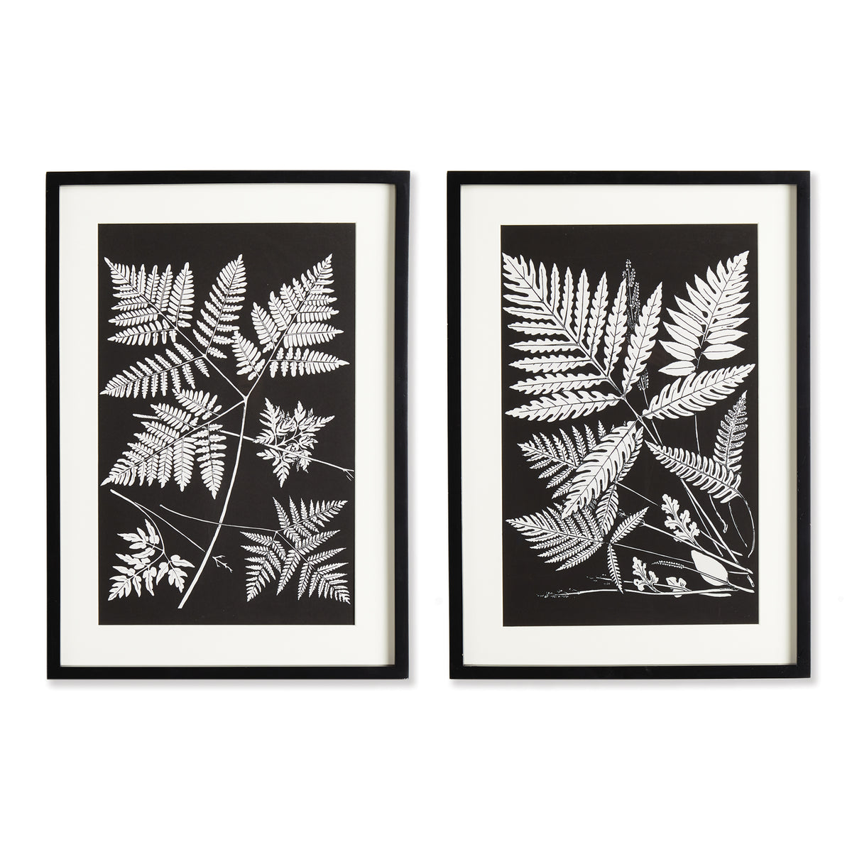 Design Shop Assorted Fern Study, Set Of 2