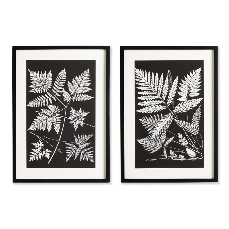 Design Shop Assorted Fern Study, Set Of 2