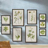 Design Shop Foliage Prints, Set Of 9