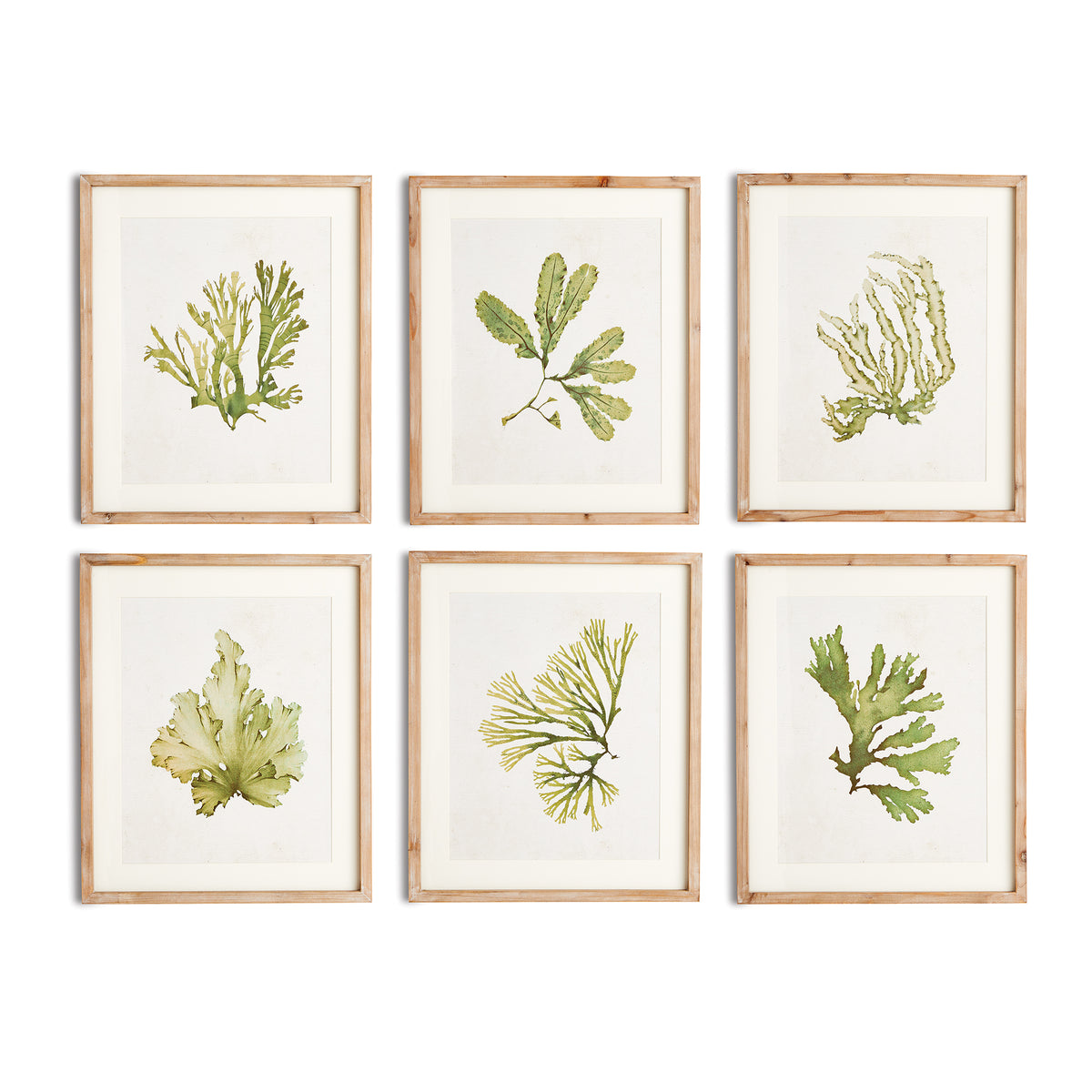 Design Shop Kelp Prints, Set Of 6