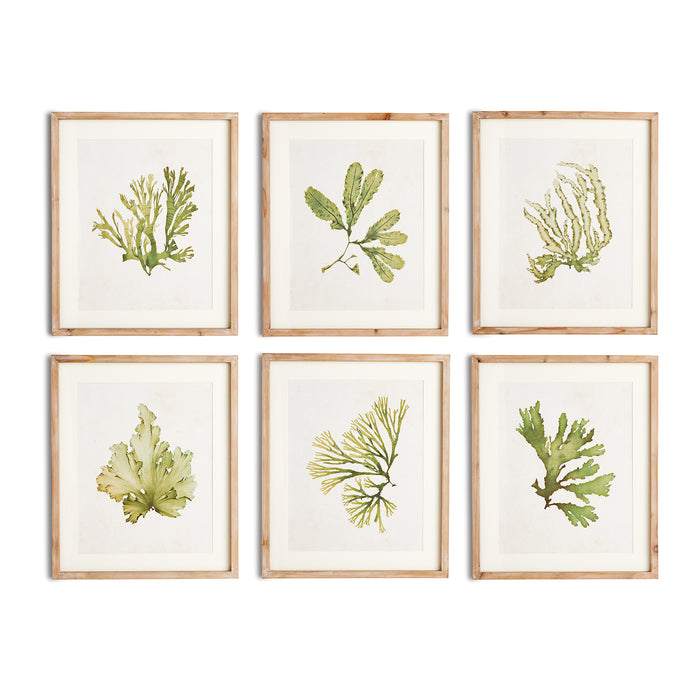 Design Shop Kelp Prints, Set Of 6