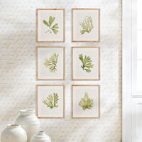 Design Shop Kelp Prints, Set Of 6