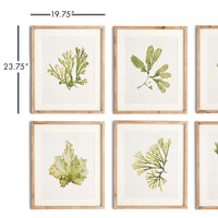 Design Shop Kelp Prints, Set Of 6