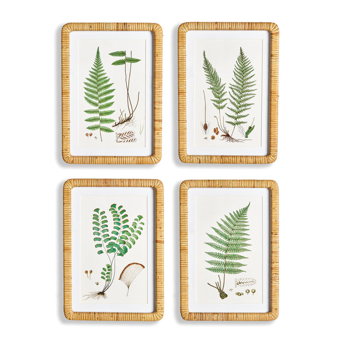 Design Shop Forest Fern Prints, Set Of 4