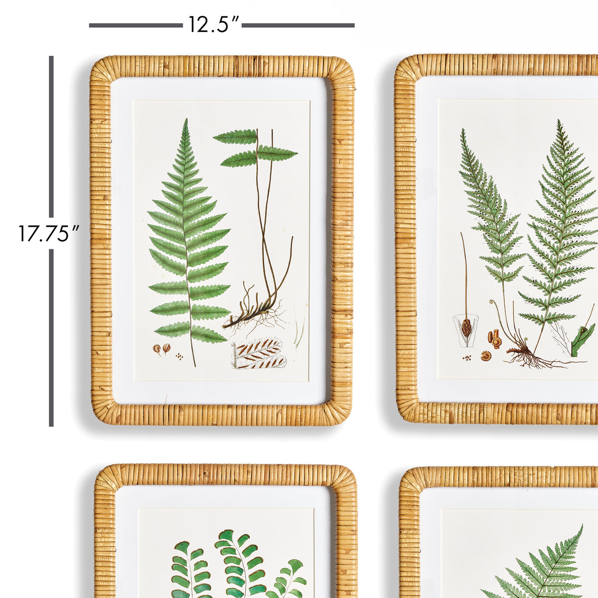 Design Shop Forest Fern Prints, Set Of 4