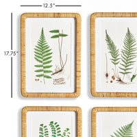 Design Shop Forest Fern Prints, Set Of 4