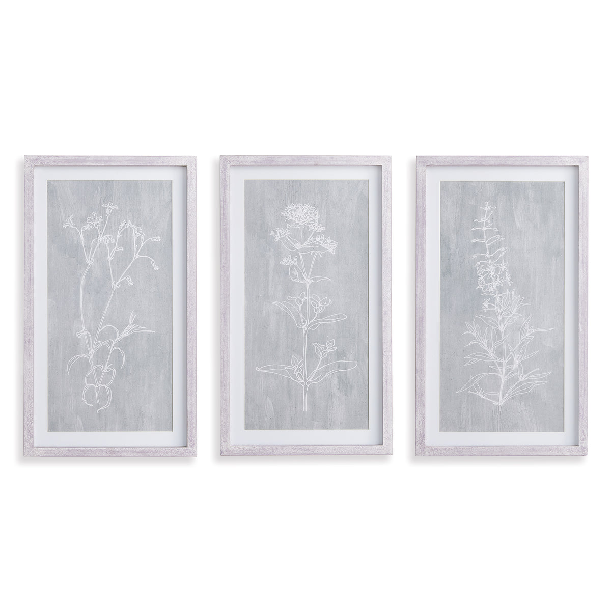 Design Shop Sketched Botanical Prints, Set Of 3
