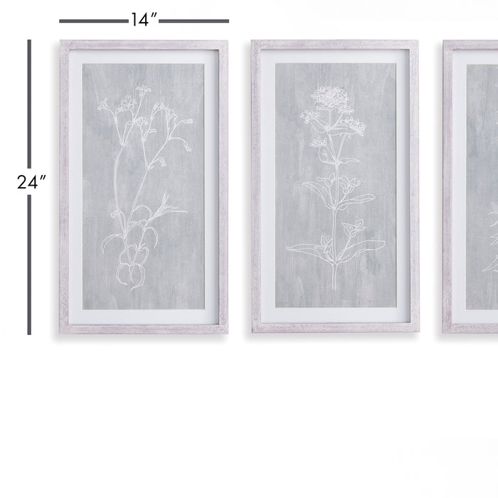 Design Shop Sketched Botanical Prints, Set Of 3