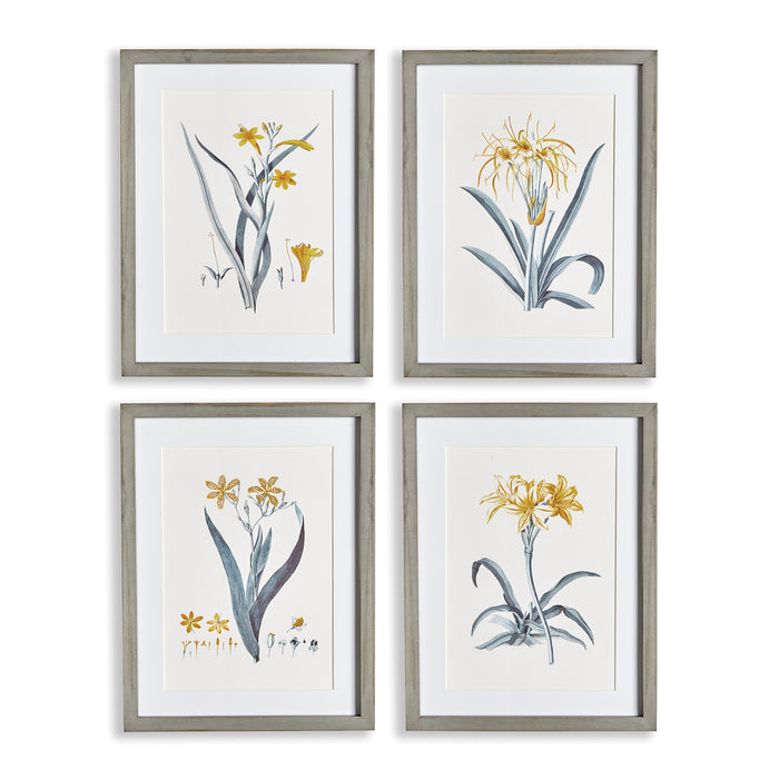 Design Shop Daffodil Prints, Set Of 4