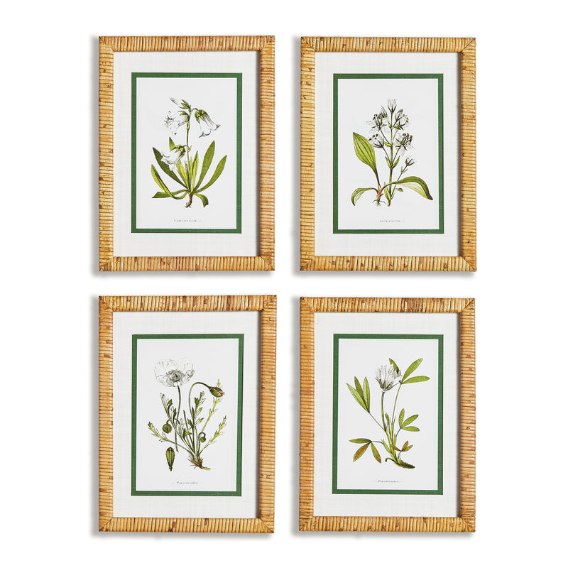 Design Shop White Floral Study, Set Of 4