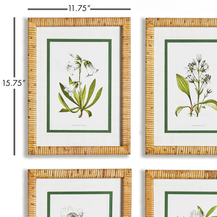 Design Shop White Floral Study, Set Of 4