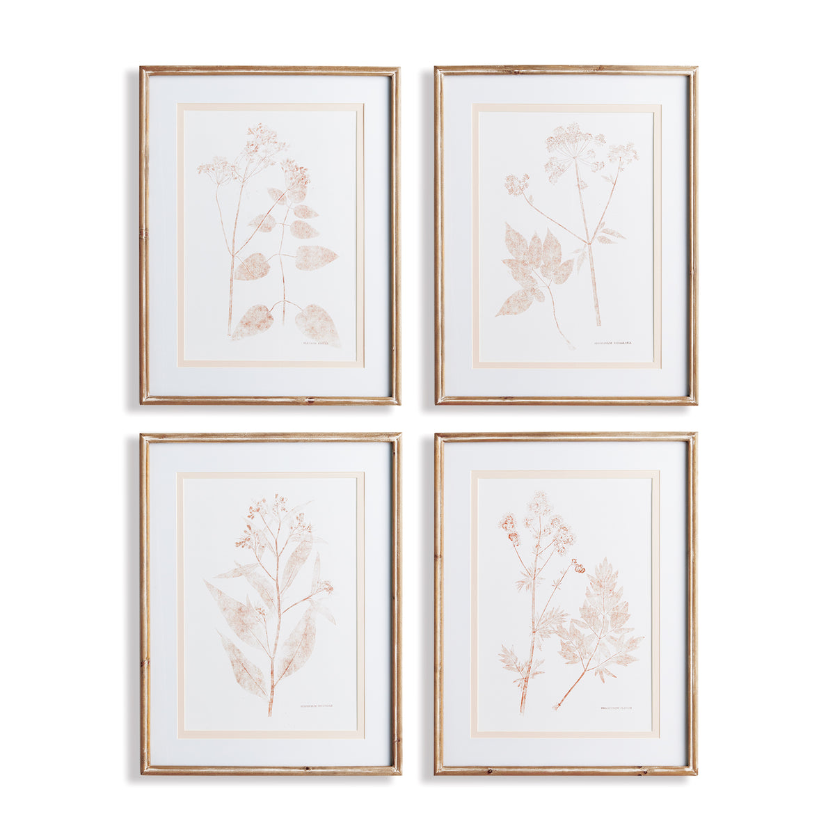 Design Shop Blush Botanical Study, Set Of 4