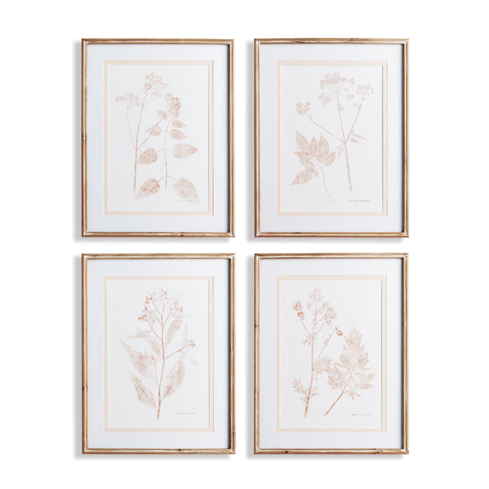 Design Shop Blush Botanical Study, Set Of 4
