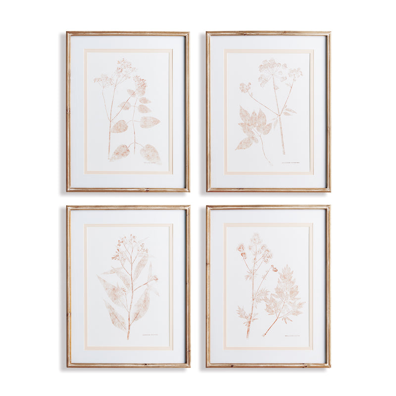 Design Shop Blush Botanical Study, Set Of 4