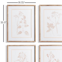 Design Shop Blush Botanical Study, Set Of 4