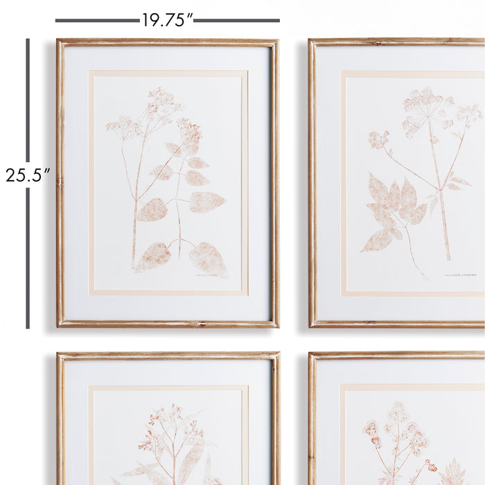 Design Shop Blush Botanical Study, Set Of 4