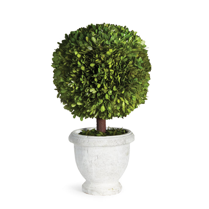 Design Shop Boxwood Single 11" Ball Topiary In Pot
